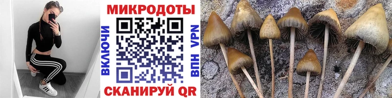 Купить где  Дудинка  Псилоцибиновые грибы Psilocybine cubensis 